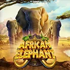 African Elephant